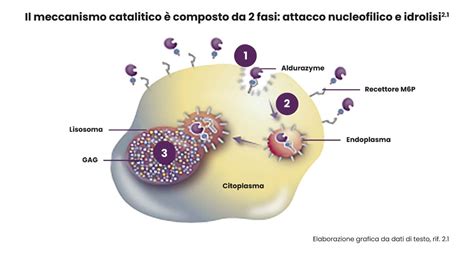 Schema del meccanismo d'azione della venlafaxina come SNRI