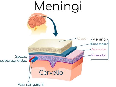Schema delle meningi cerebrali