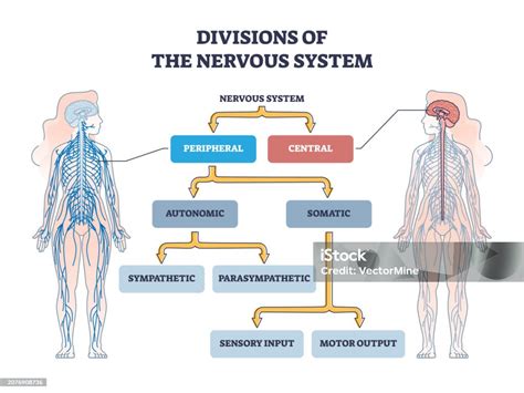 Diagramma delle divisioni del sistema nervoso