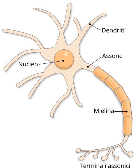 Struttura di un neurone