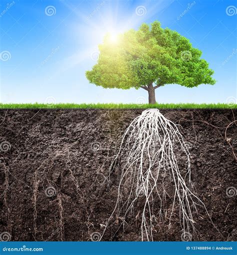 Un albero con radici profonde e rami rigogliosi