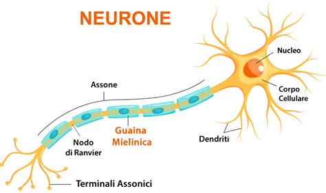 Immagine rappresentante la mielina che ricopre un nervo