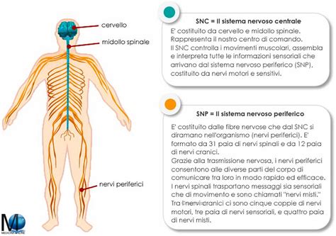 Diagramma del sistema nervoso centrale e periferico con focus sulle aree motorie e sensoriali