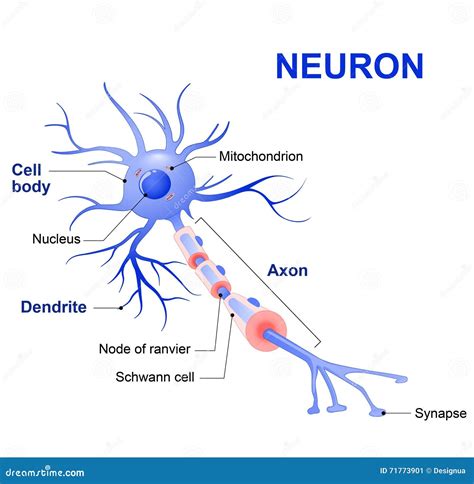 Schema semplificato del neurone Phi