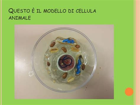 modello animale murino in esperimento