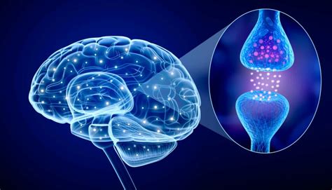 Illustrazione che rappresenta il cervello con i neurotrasmettitori coinvolti nella depressione e ansia
