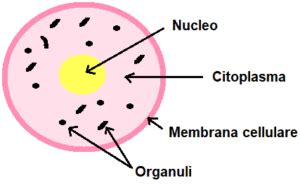 Illustrazione semplificata di una cellula con il nucleo evidenziato