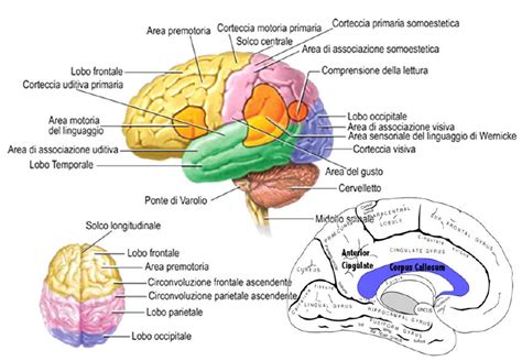 Illustrazione schematica delle aree cerebrali