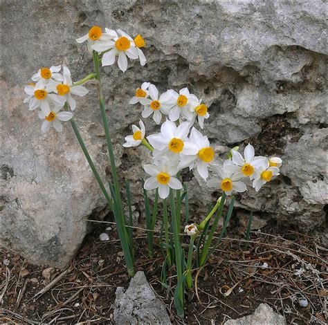 Narcissus tazetta in fiore