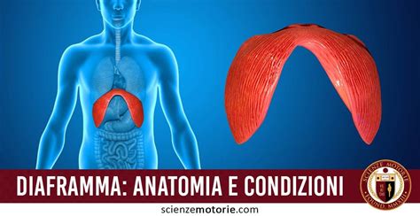 Schema anatomico del diaframma