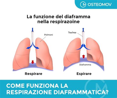 Infografica sui benefici della respirazione diaframmatica