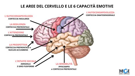 Illustrazione che mostra le aree del cervello attivate dalla scrittura