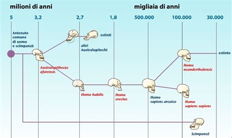 Diagramma che illustra l'evoluzione dell'Io e del Super-io dall'infanzia all'età adulta