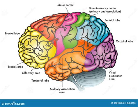 diagramma del cervello con neurotrasmettitori