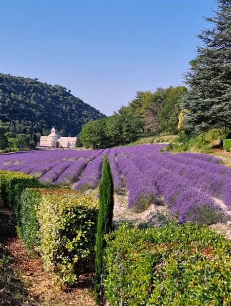 Monastero di Saint-Paul-de-Mausole con campo di lavanda