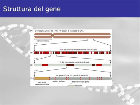 Struttura molecolare del gene FXN
