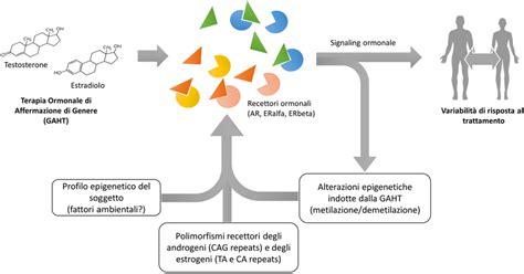 Rappresentazione schematica di una rete di meta-analisi di erbe medicinali per l'ansia