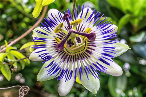 Fiori di Passiflora