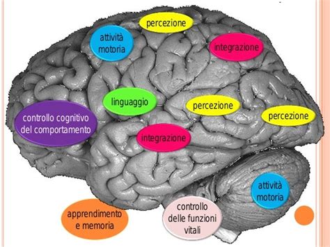 Cervello umano e attività cognitiva