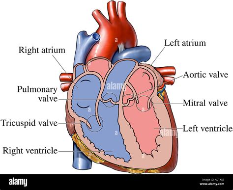 Illustrazione schematica del cuore con evidenziate le camere e le valvole