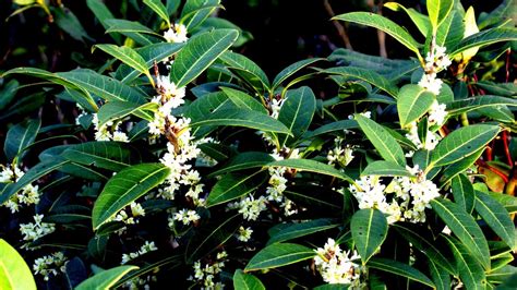 Una composizione di fiori d'arancio e osmanto