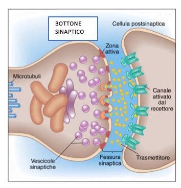 Schema di un neurone con evidenziate le sinapsi e i neurotrasmettitori
