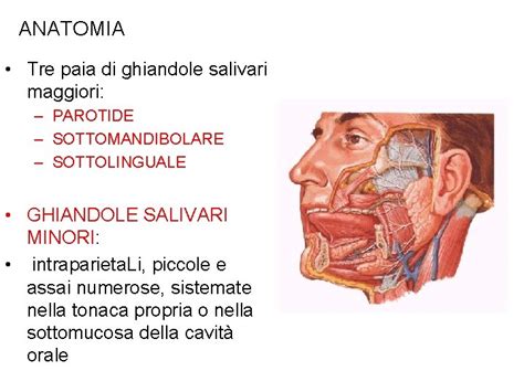 Schema delle ghiandole salivari umane