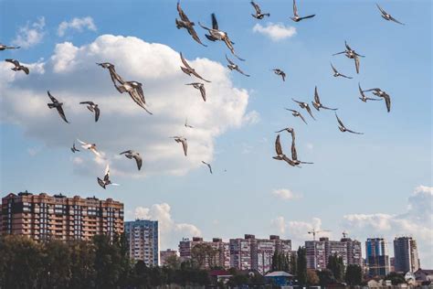 Uccelli in volo sopra una città