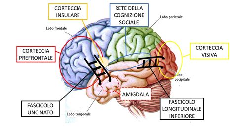 Diagramma del cervello con aree evidenziate associate alle emozioni