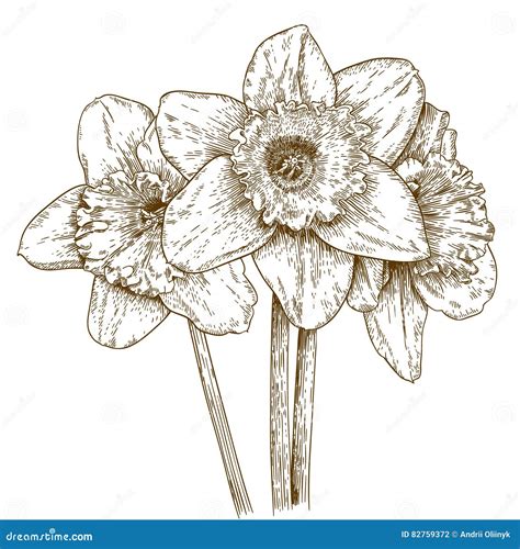 Illustrazione antica di narcisi