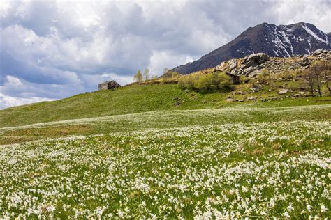 Vista panoramica del Pian delle Nere con fioritura di narcisi