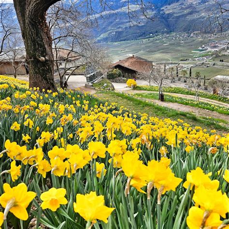 Sentiero tra le montagne con fioritura di narcisi
