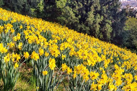 Mappa escursionistica con itinerari per la fioritura dei narcisi