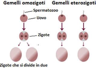 Diagramma che illustra la differenza tra gemelli monozigoti ed eterozigoti