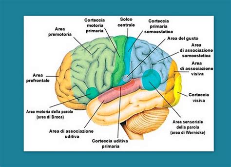 Diagramma del cervello che evidenzia la corteccia prefrontale e l'amigdala