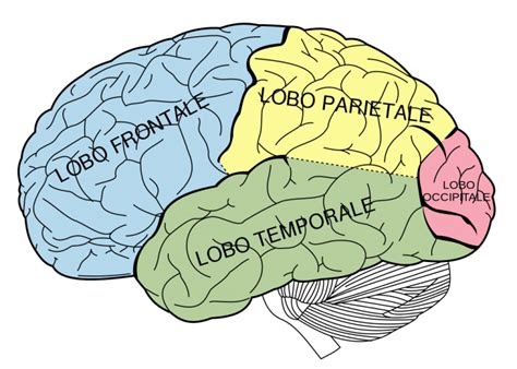 Schema del cervello umano che evidenzia i lobi parietali e frontali