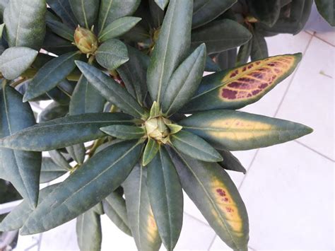 Rododendro in vaso con foglie gialle