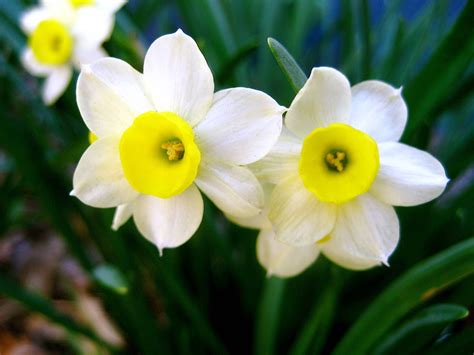 Il fiore del narciso