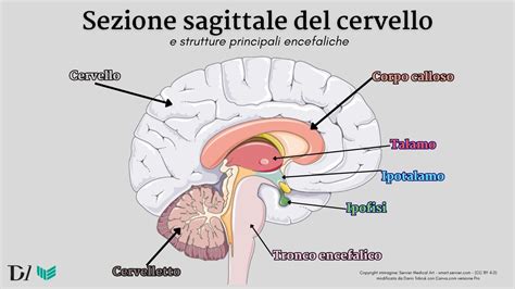 Immagine stilizzata di un cervello con neuroni e recettori dopaminergici