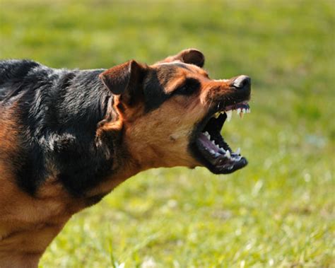 Cane aggressivo che ringhia