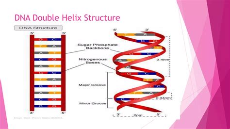 DNA helix and child