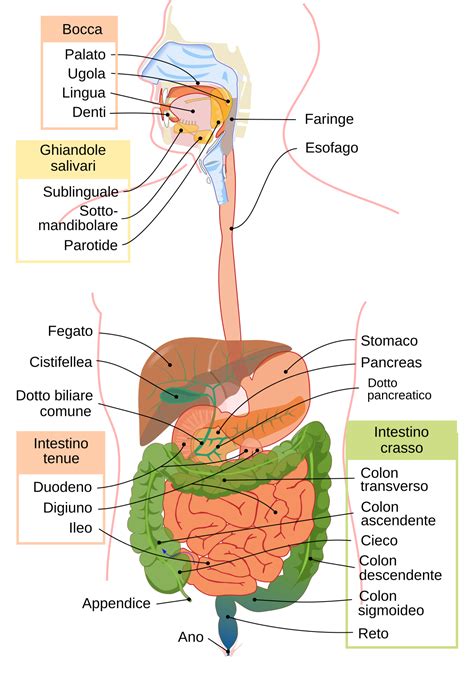 Schema del sistema gastrointestinale umano