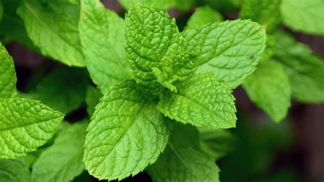Radice di zenzero e foglie di menta piperita