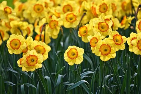 Il fiore del Narciso