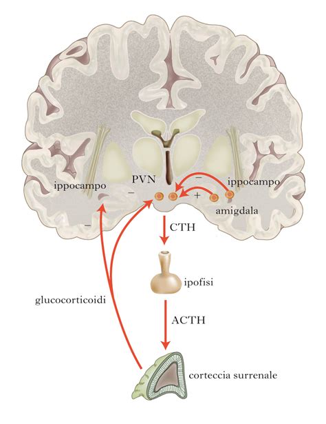 Schema che illustra l'asse ipotalamo-ipofisi-surrene (HPA)