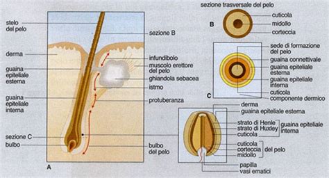 Diagramma del follicolo pilifero con melanociti