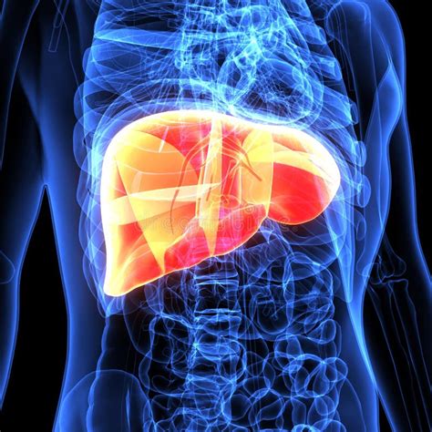 Illustrazione del fegato umano con evidenziati i processi metabolici