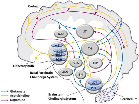Schematic representation of the glutamatergic system in the brain