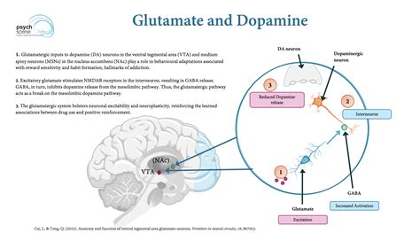 Diagram illustrating the dopamine-glutamate interaction in schizophrenia