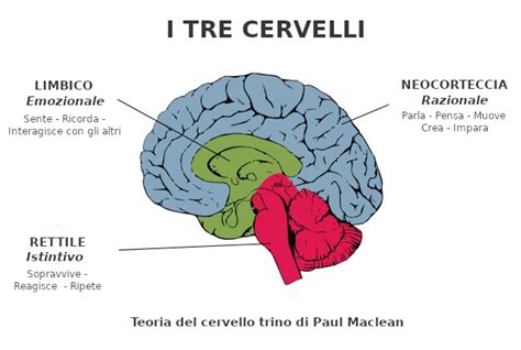 Diagramma del cervello tripartito di MacLean